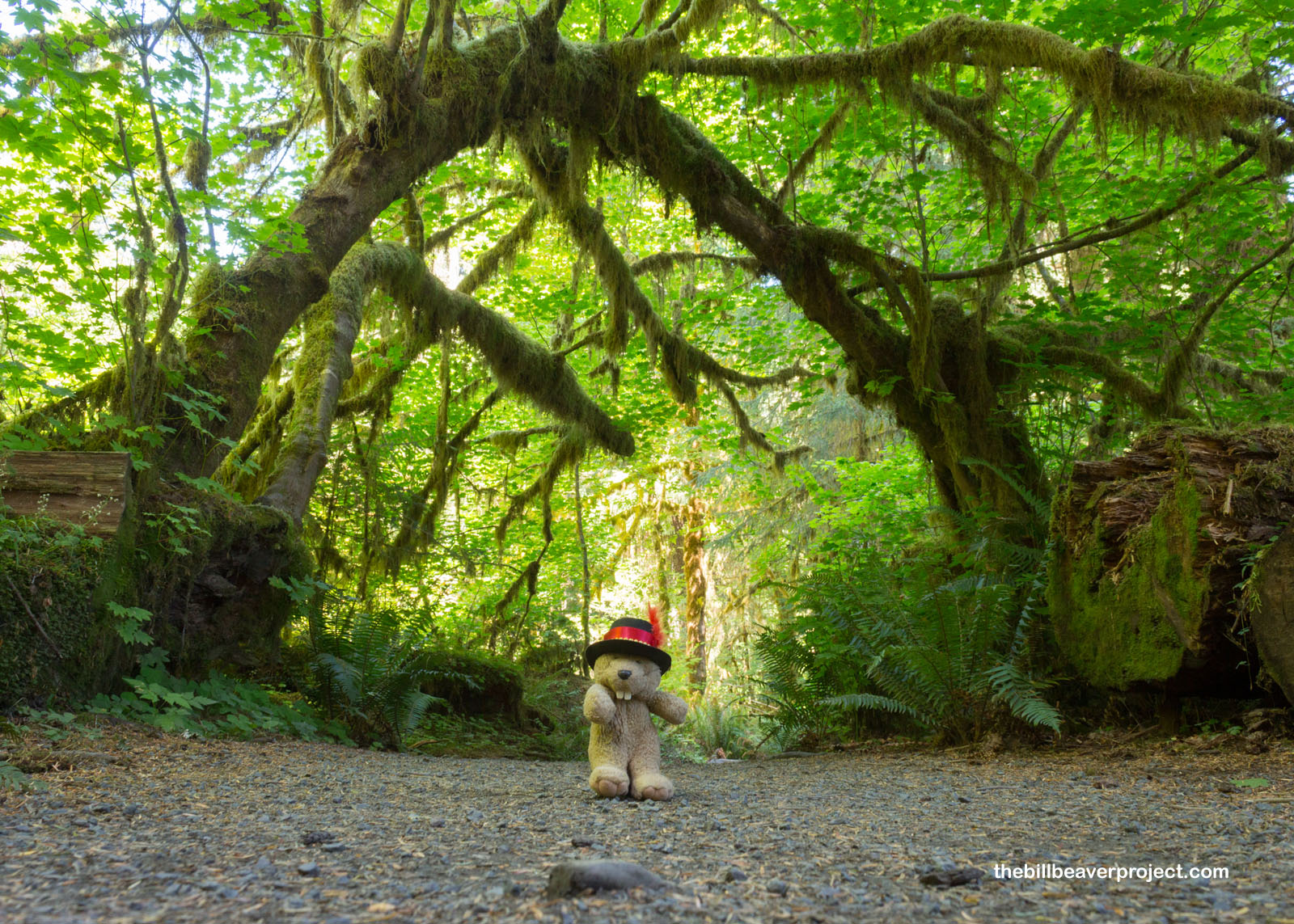 The incredibly lush Hoh Rainforest!
