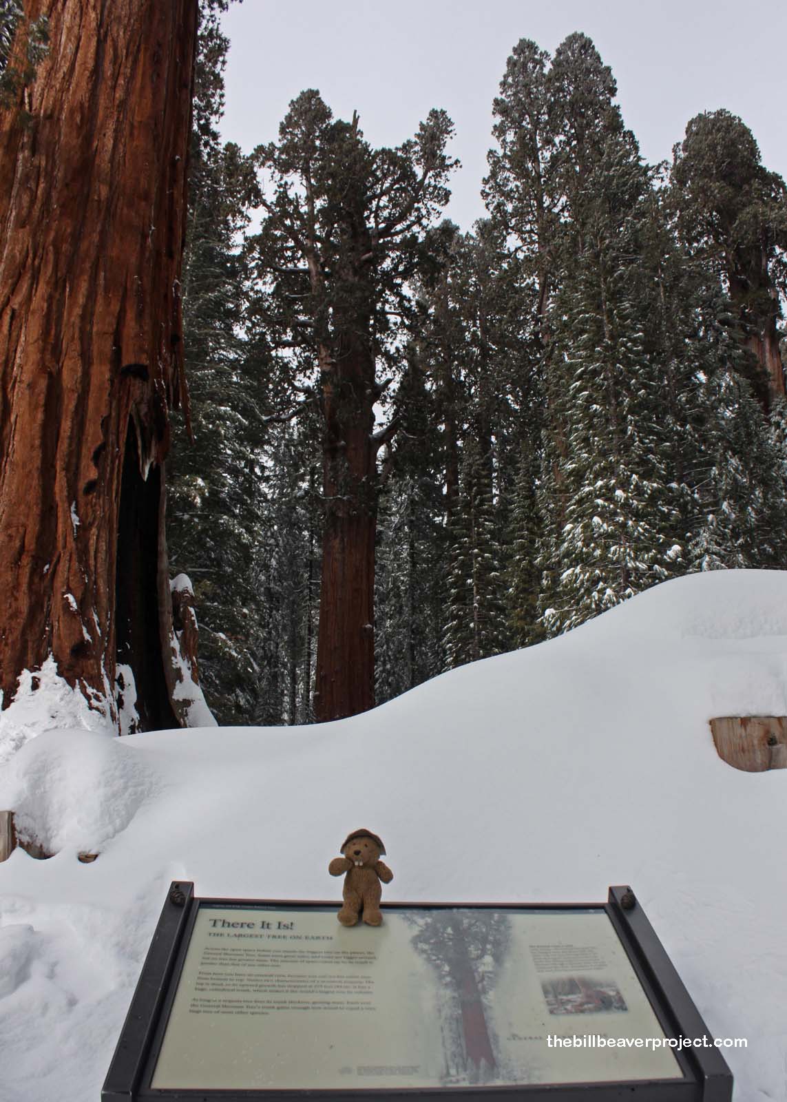 The mighty General Sherman Tree!