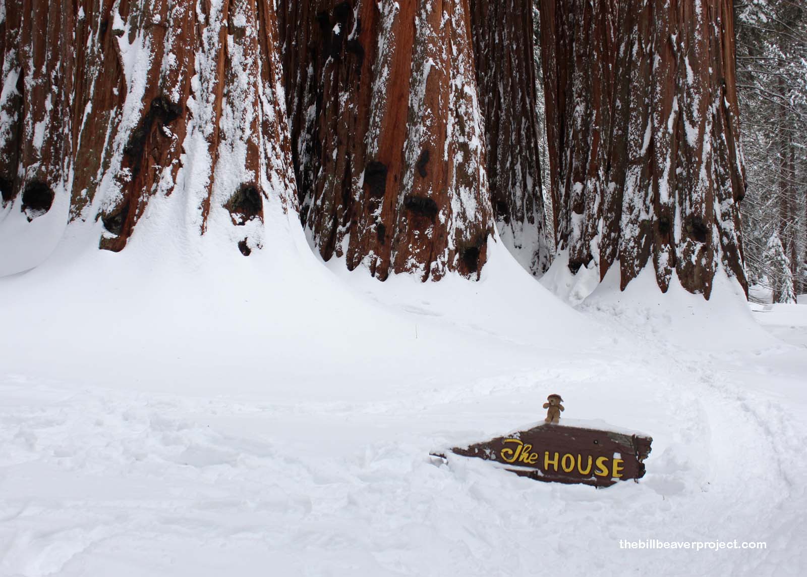 This huge sequoia grove is called The House!