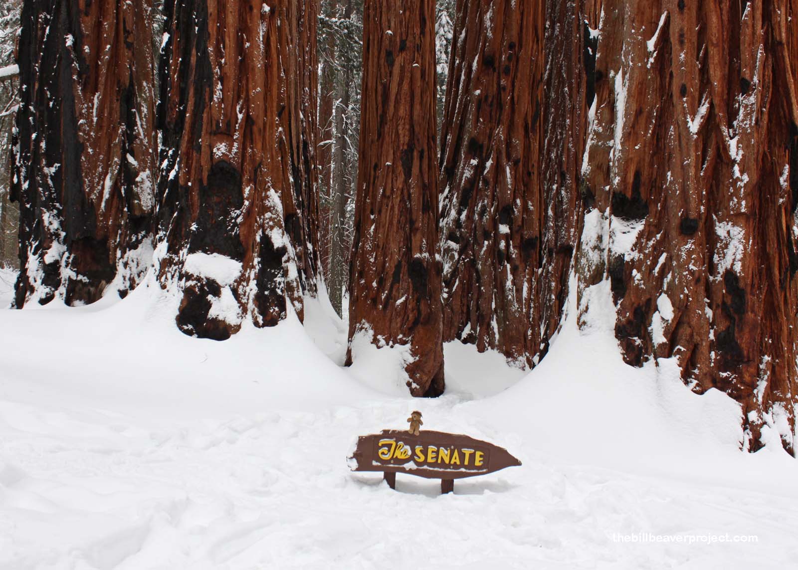 This huge sequoia grove is called The Senate!
