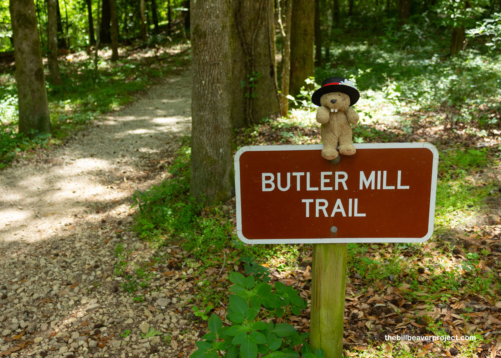 The Butler Mill Trail leads off into the forest!