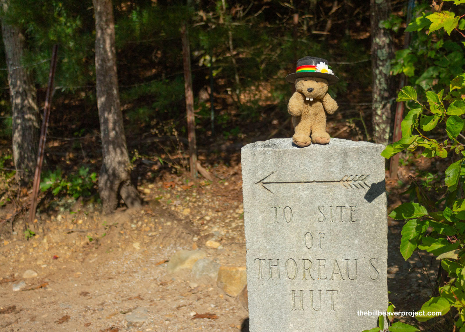 The trail to Thoreau's cabin!