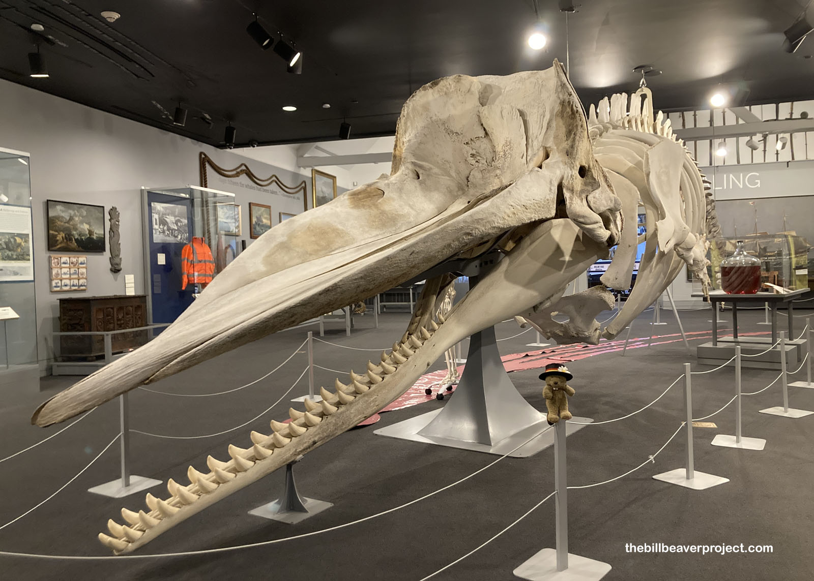 A huge sperm whale skeleton!