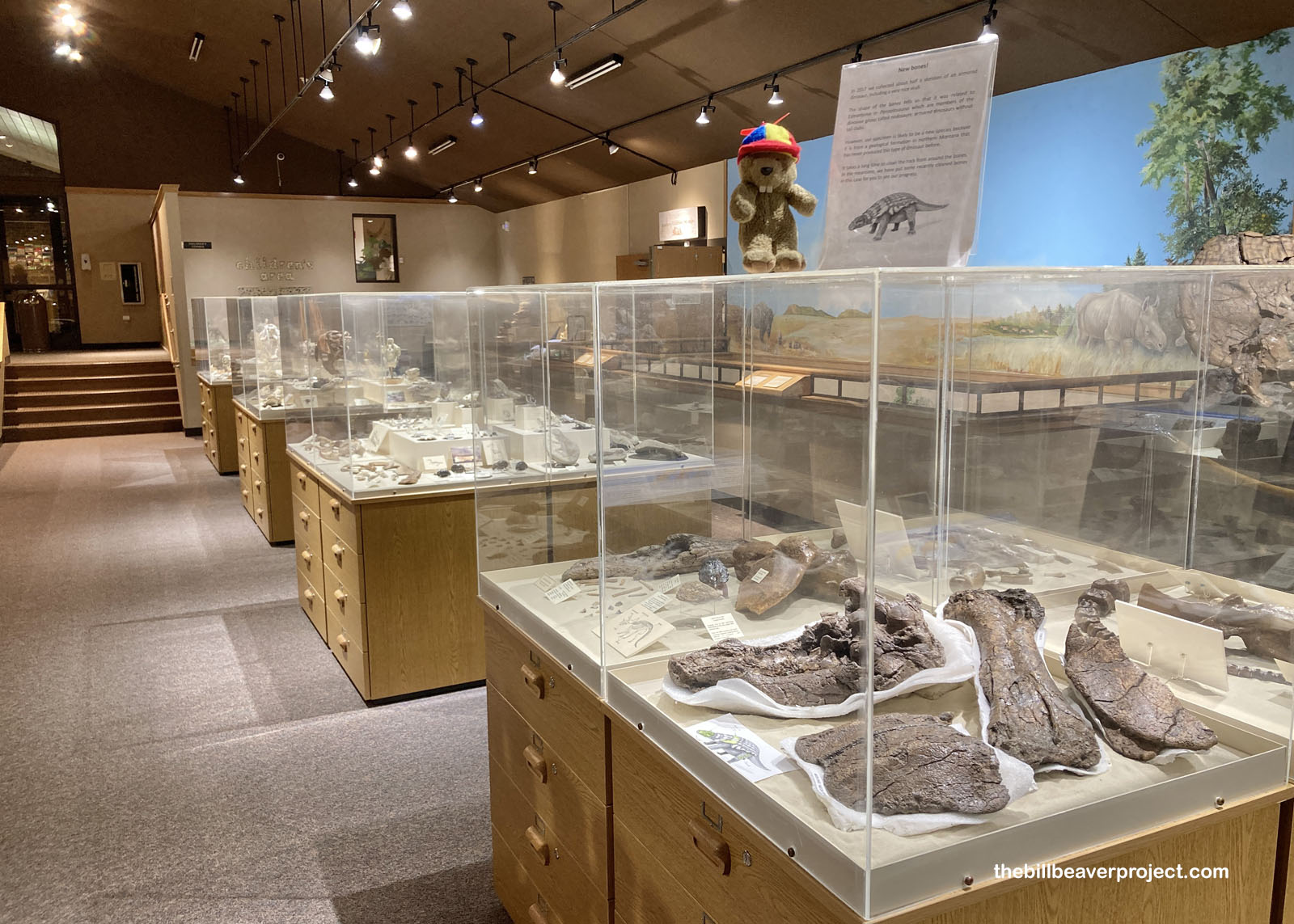 The fossil cases, including a new species of nodosaur!