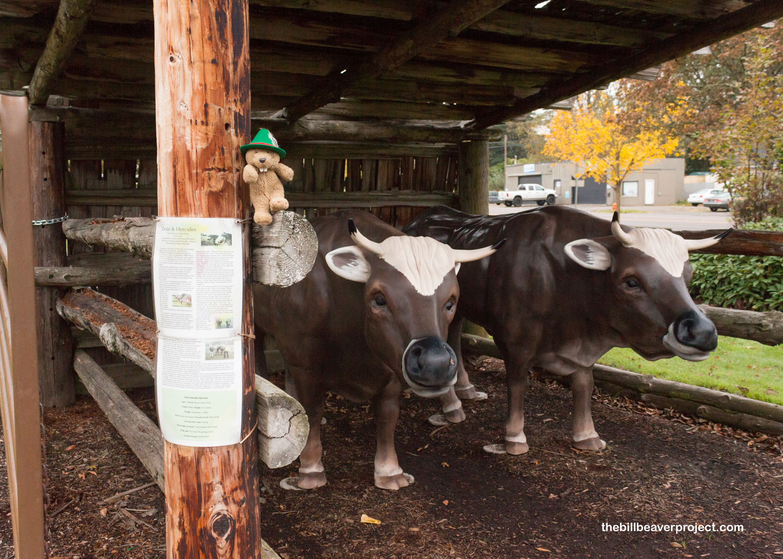 Because of COVID-19, the museum was closed, but I got to see some oxen!
