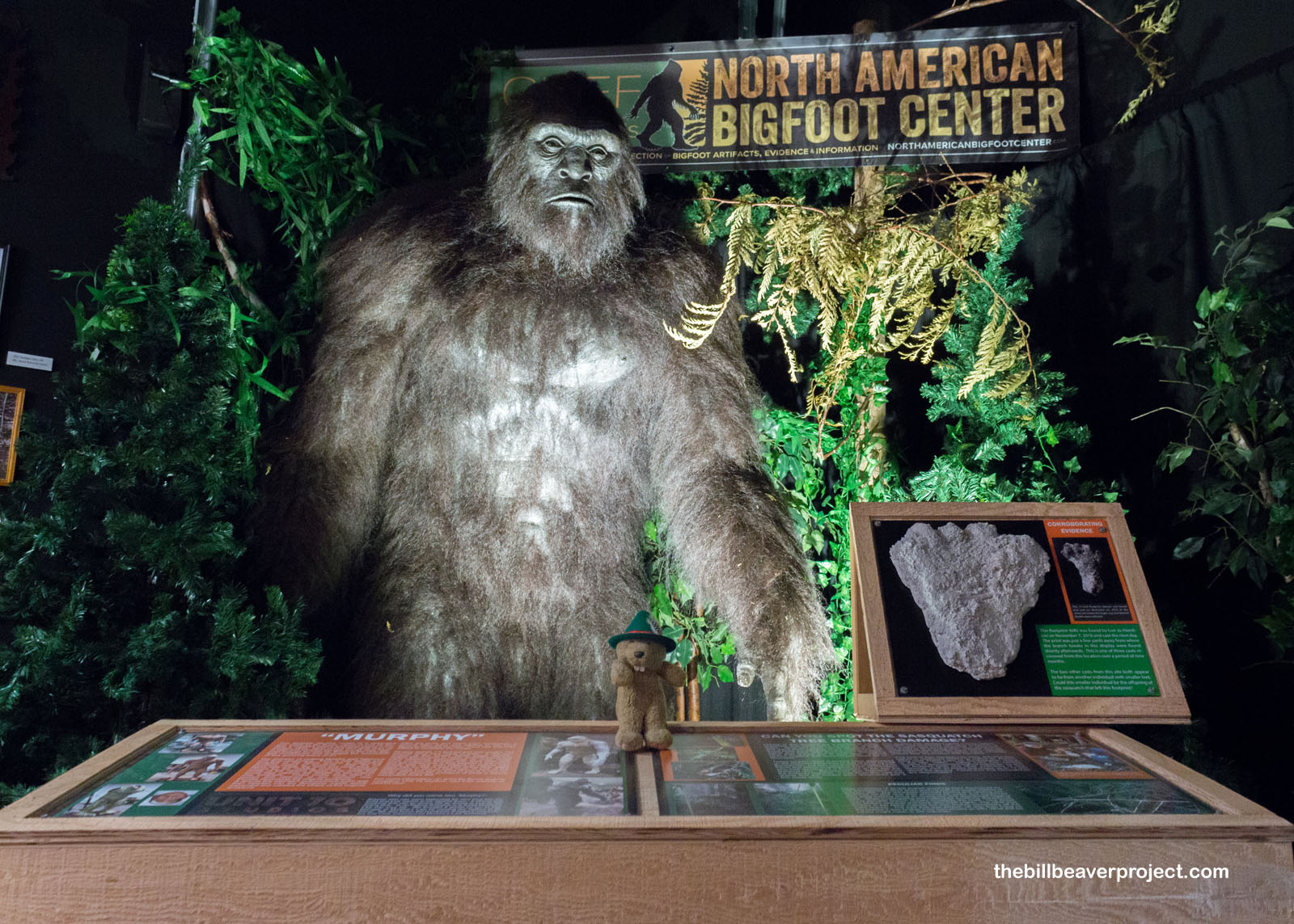 Meet Murphy, the museum's life-sized Bigfoot!