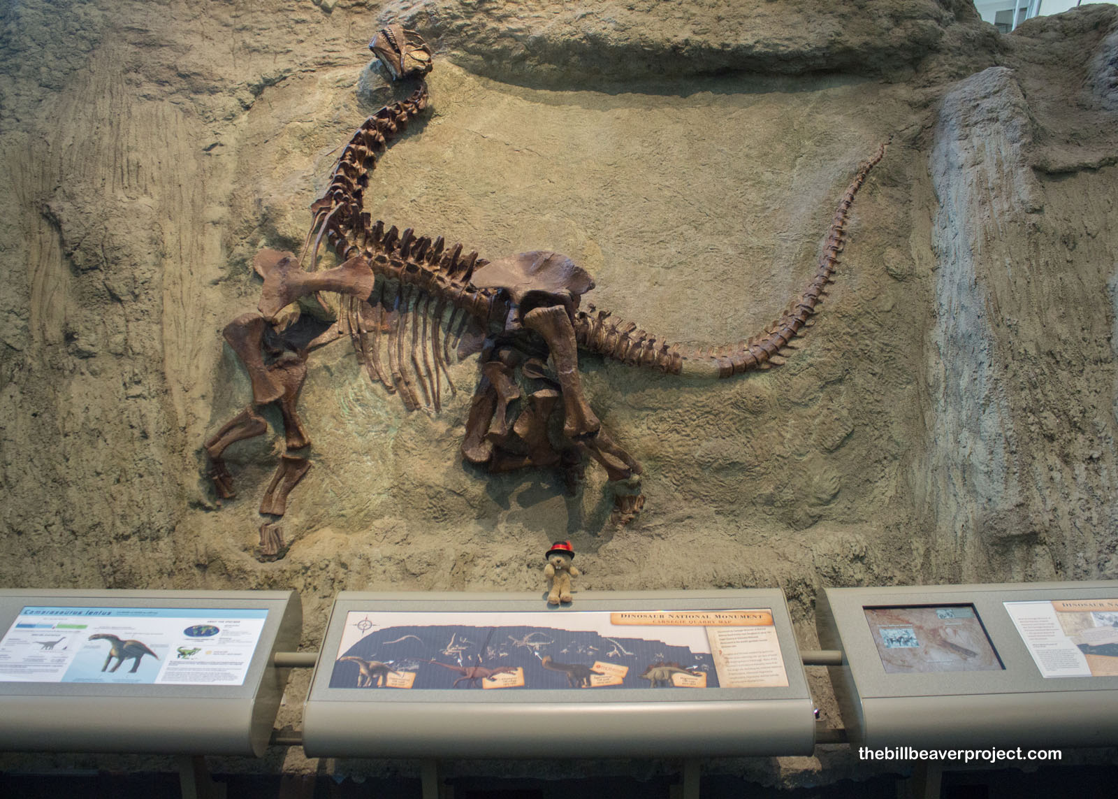 The original camarosaurus to match the one in Dinosaur National Monument!